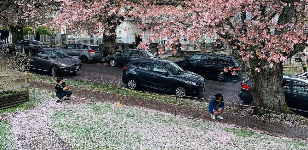 Cherry Blossom Madness In Vancouver