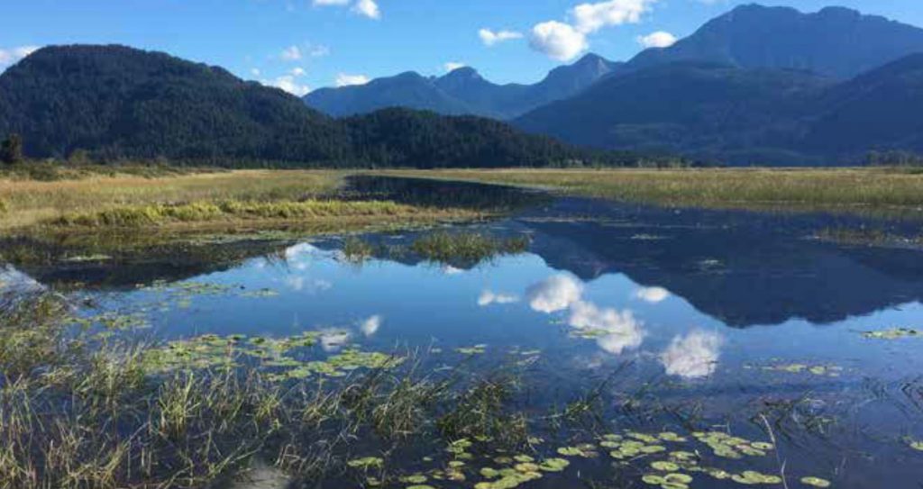 Widgeon Marsh regional park