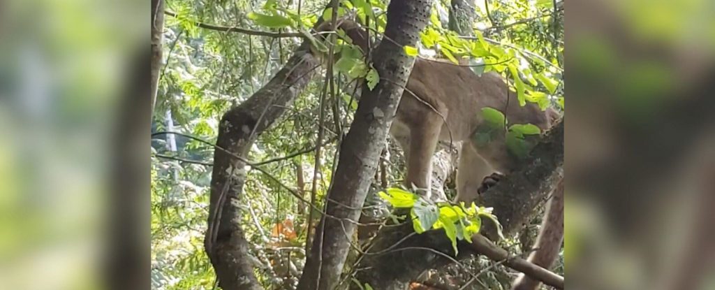 Cougar In a Tree