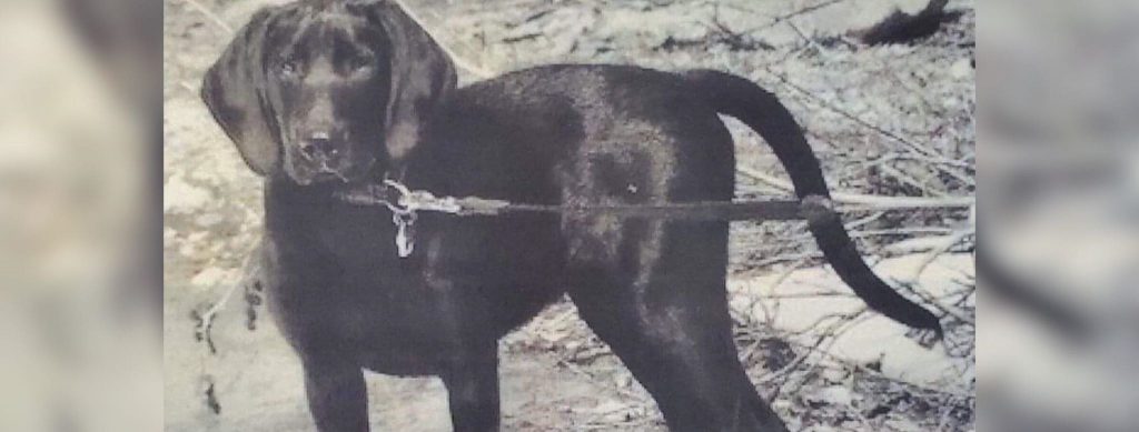 dog missing