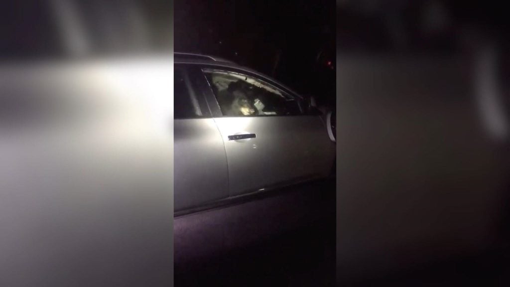 bear breaking into a vehicle