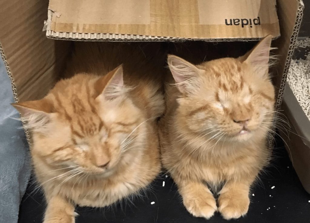 Blind Cat Siblings