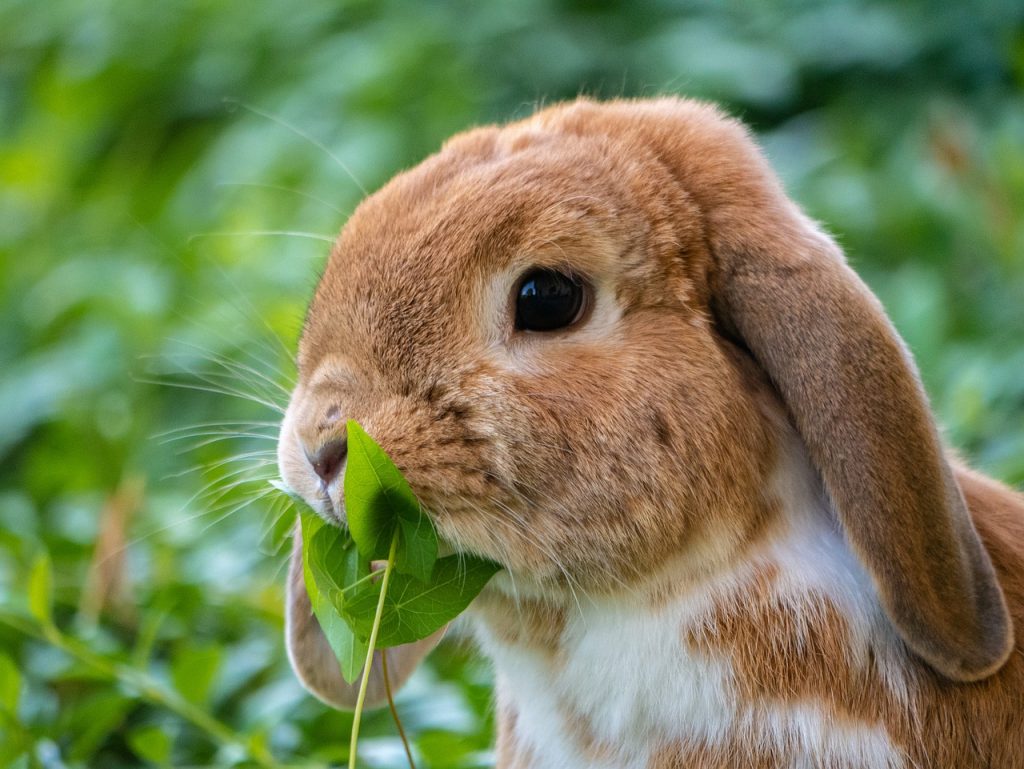deadly rabbit disease in BC