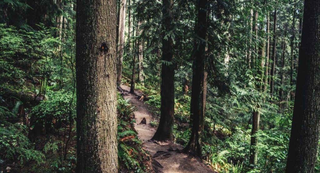 Injured hiker