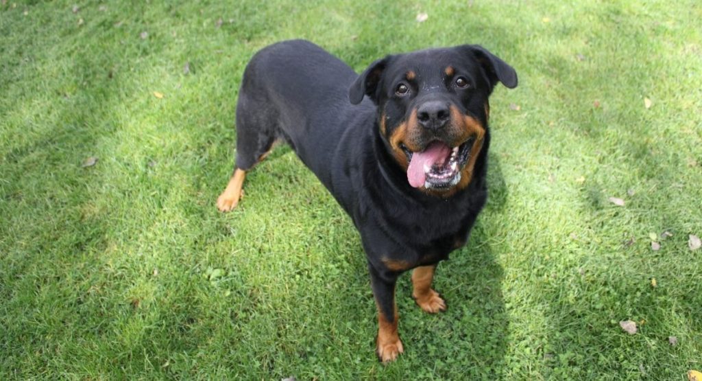 Free Adoption Surrey Animal Resource Centre