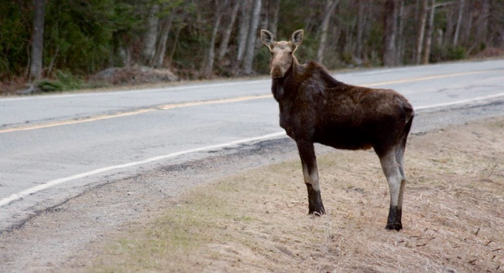 Moose on the Road Eh