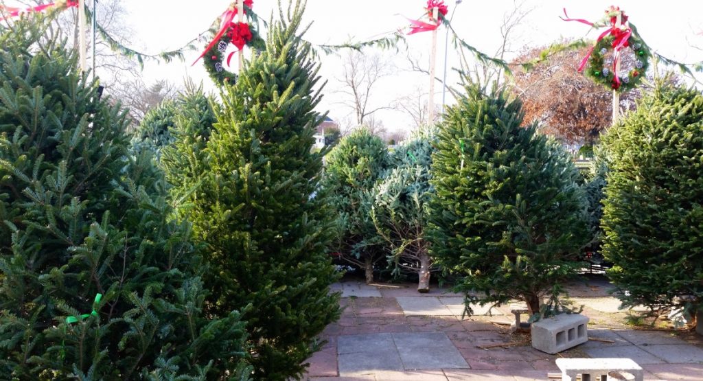 B.C Christmas Trees are at a shortage
