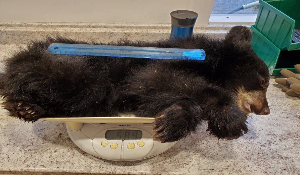 Tiny Cub was Rescued after being found weighing a third of what is should be
