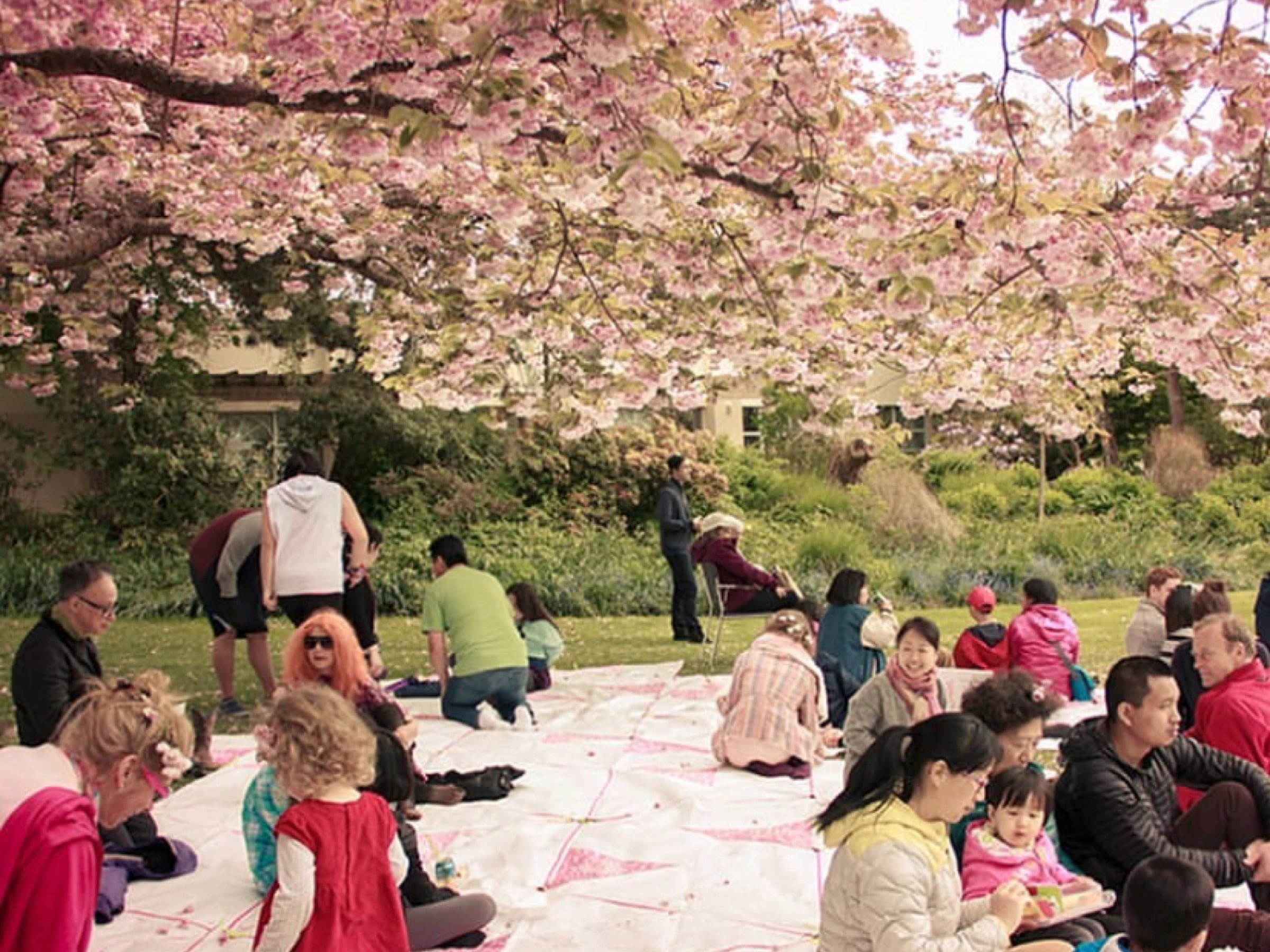 Cherry Blossom Fest-picnic