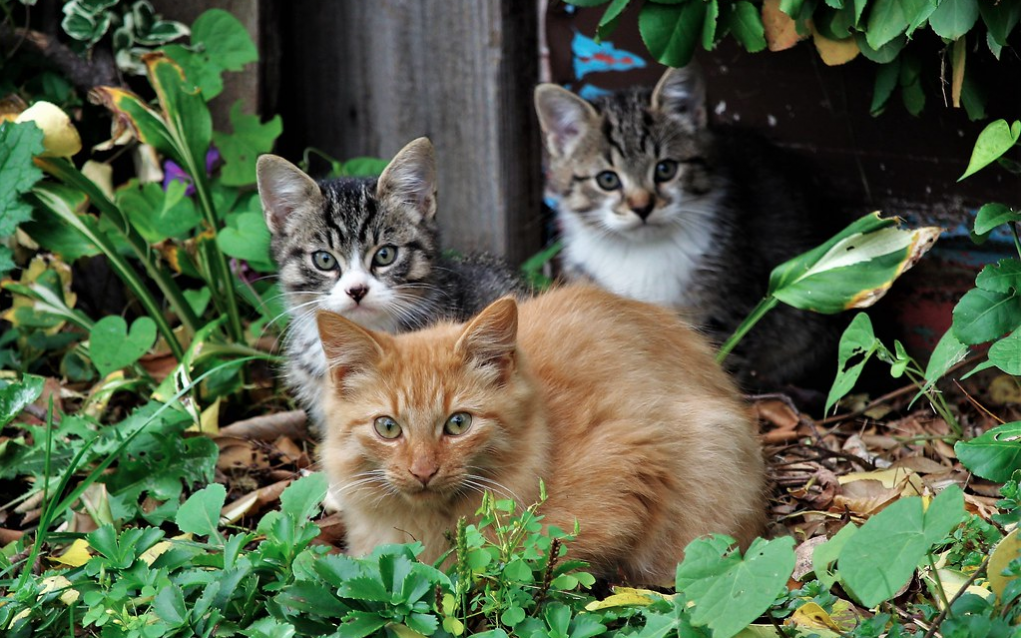 feral cats