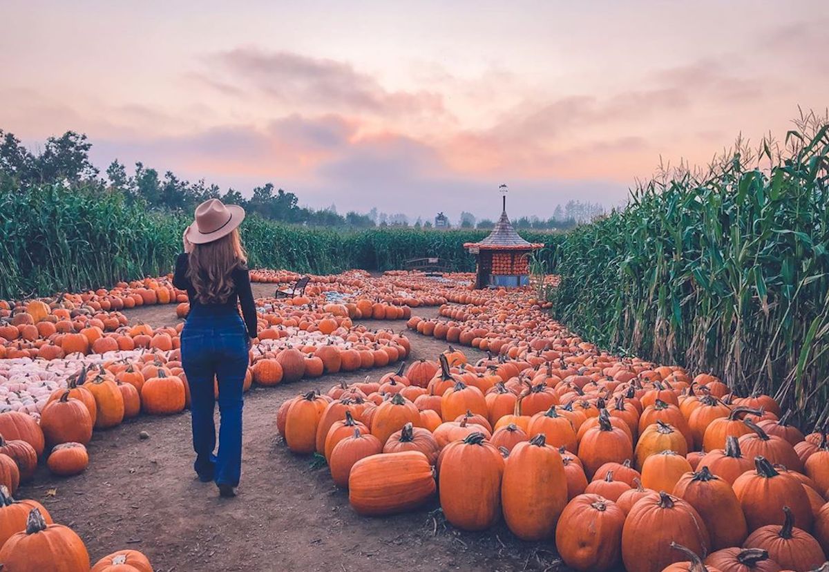 pumpkin patches in metro vancouver