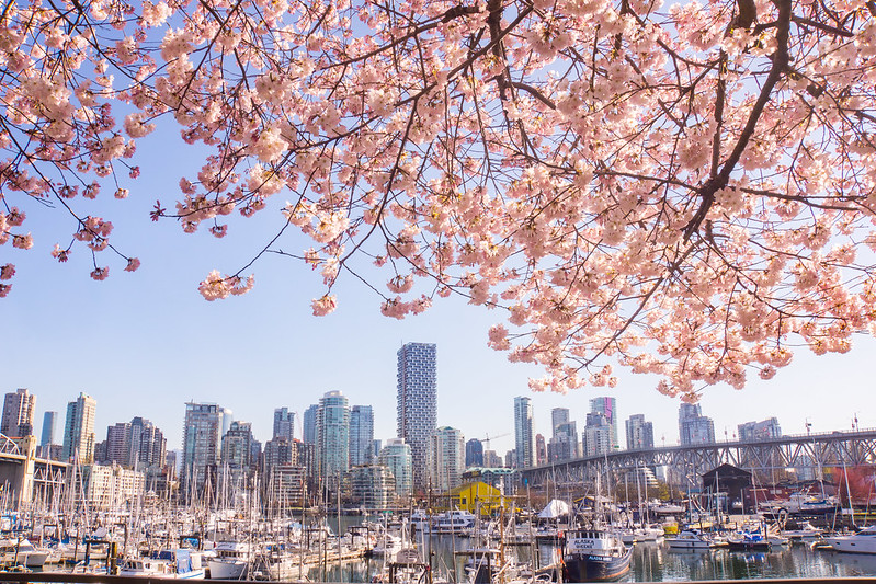 Vancouver cherry blossom festival