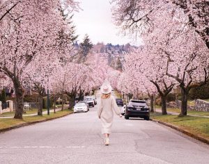 cherry blossoms metro vancouver