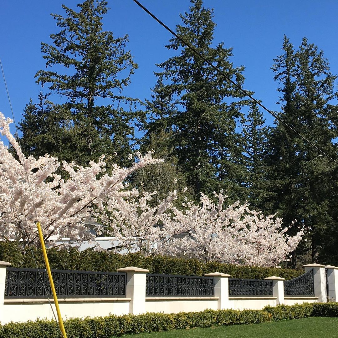 cherry blossoms surrey