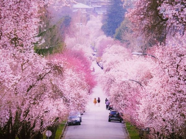 cherry blossoms best spots / things to do