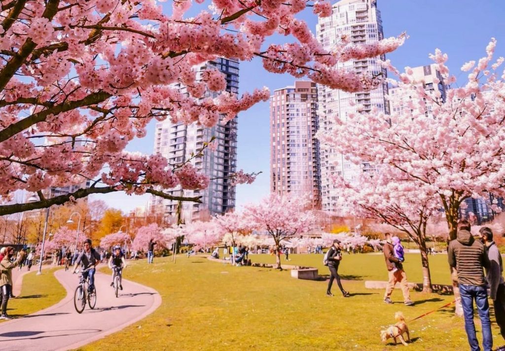 cherry blossoms metro vancouver