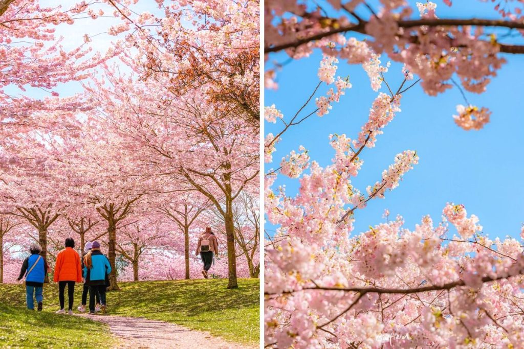 cherry blossom richmond