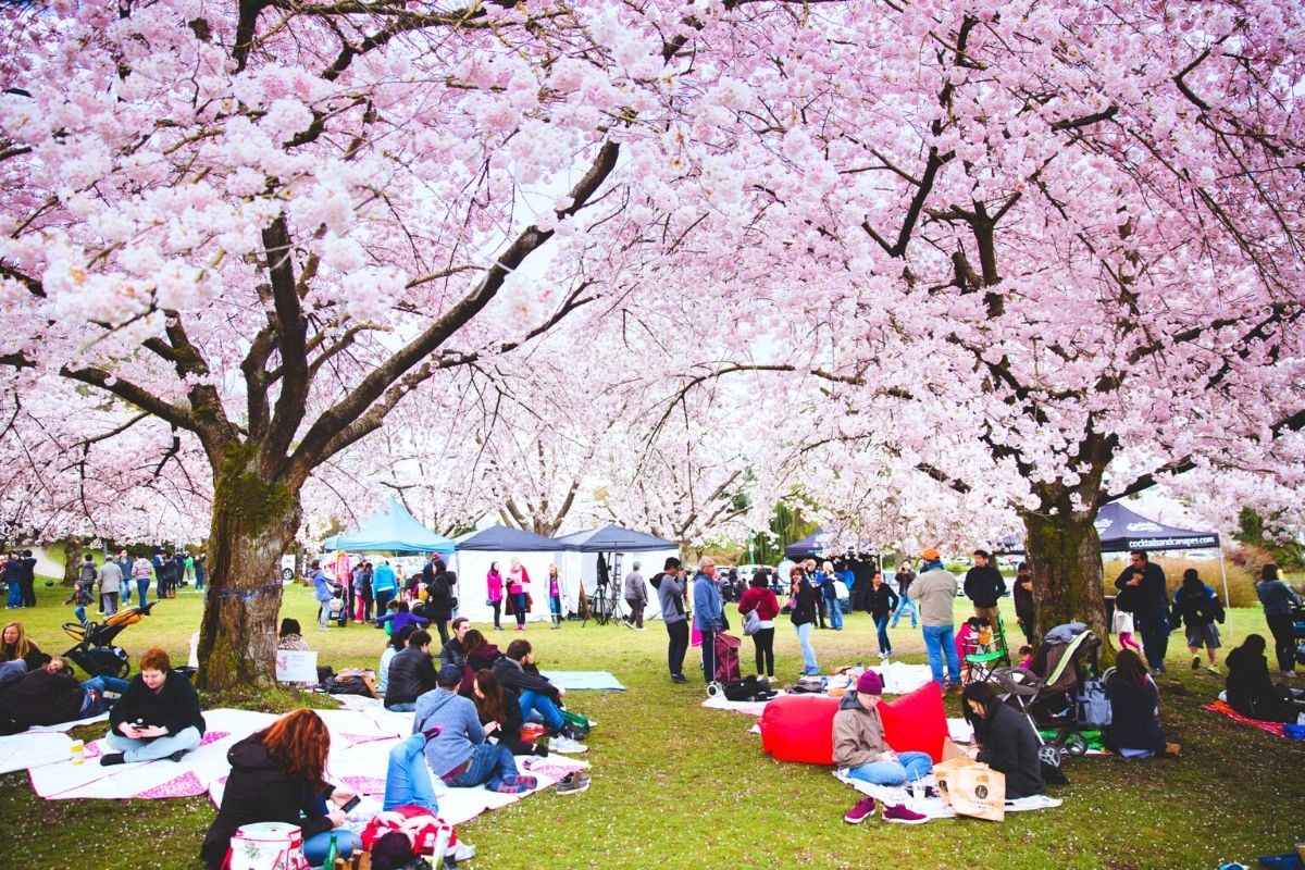 cherry blossom picnic