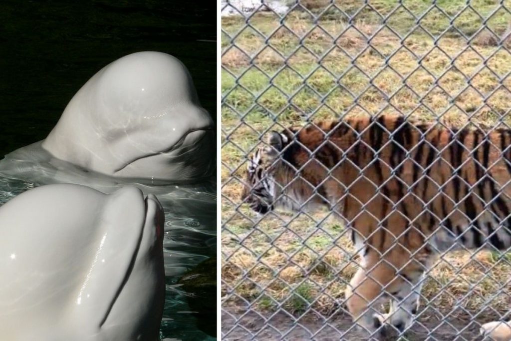 vancouver aquarium zoo