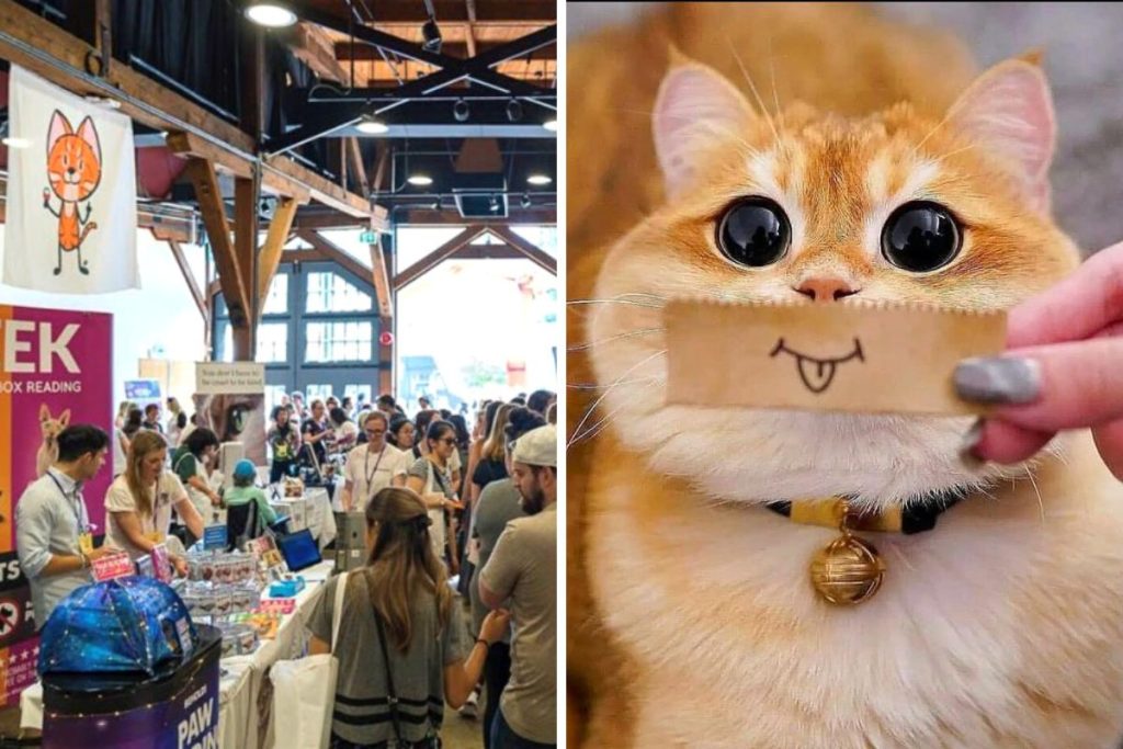 Meowfest