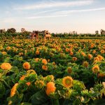 All The Sunflower Festivals You Can Stroll Through In Metro Vancouver This Summer