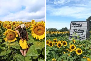 Richmond’s Sunflower Festival