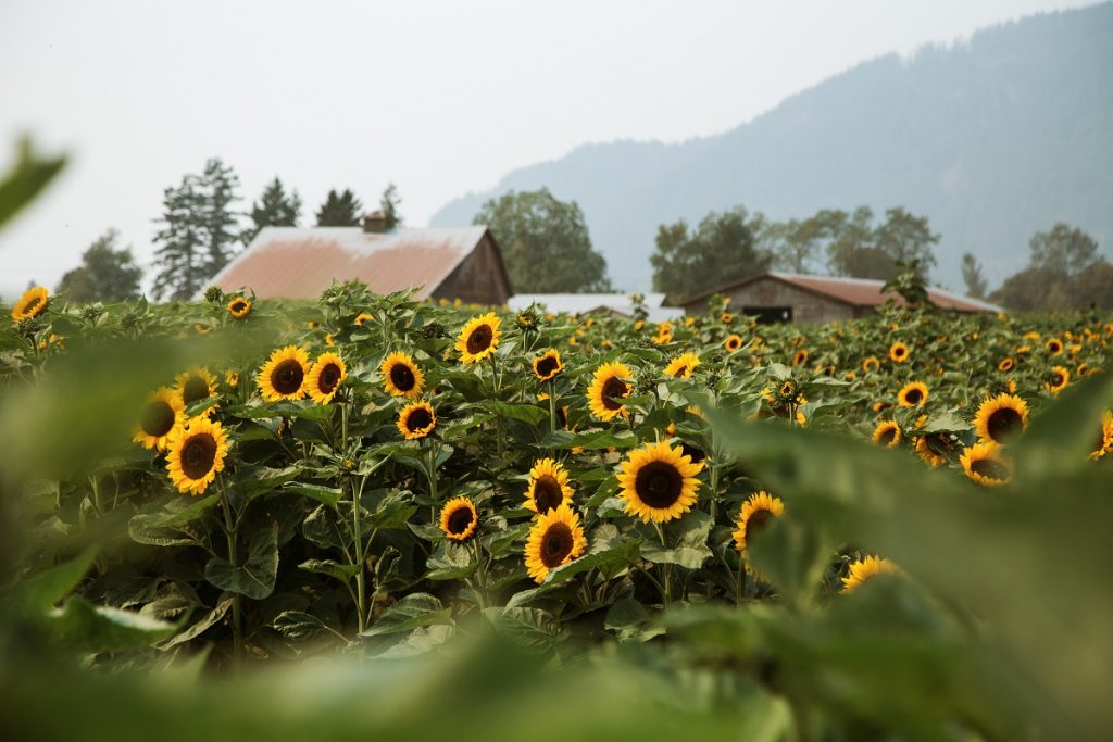 Harrison Sunflower Festival