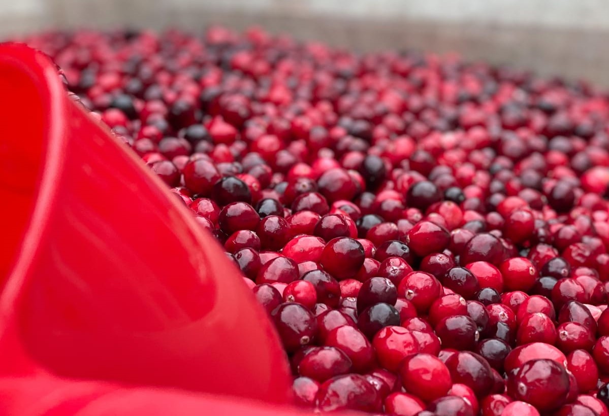Fort Langley Cranberry Festival 2023