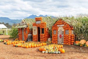 Laity Pumpkin Patch and Corn Mazes