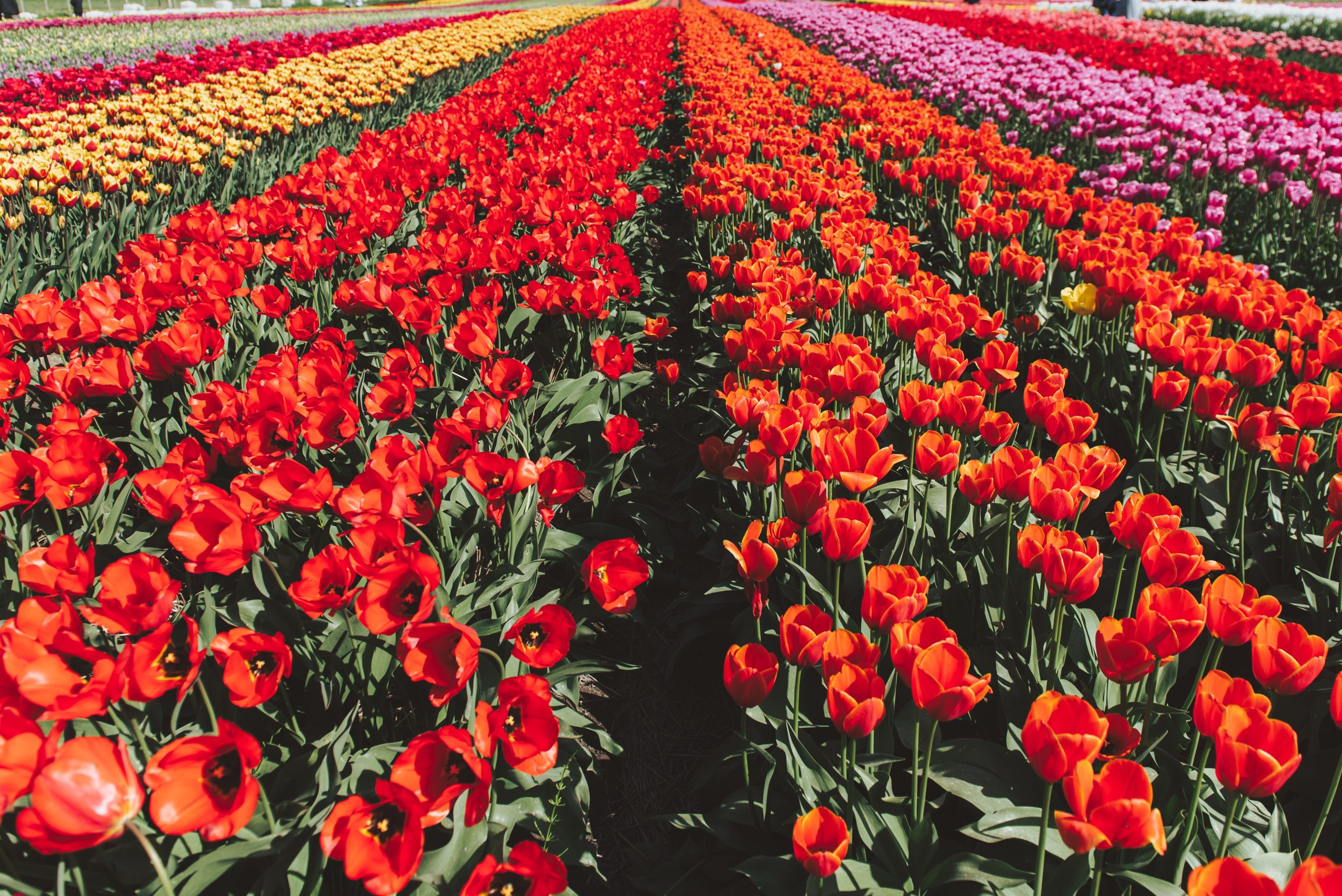 Botanica Tulip Festival