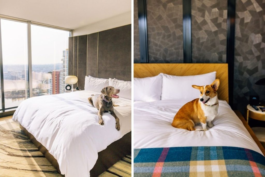 Pet Friendly Hotels Vancouver