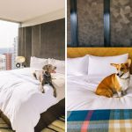 6 Pet-Friendly Hotels In B.C. You Must Visit With Your Four-Legged BFF