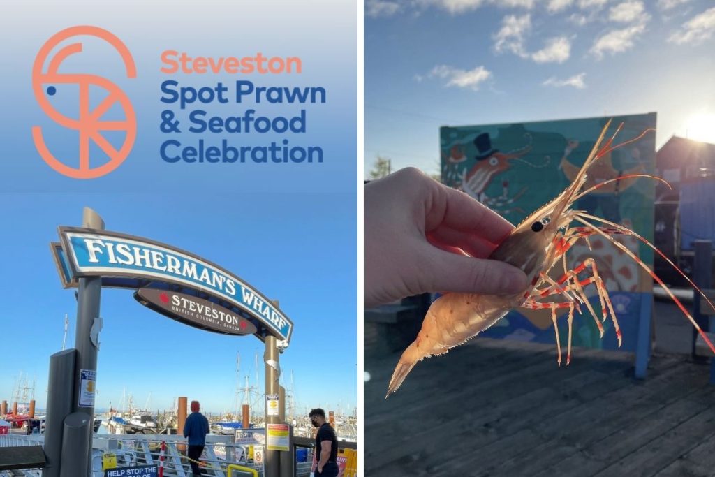 steveston spot prawn