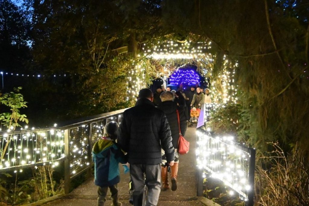Bear Creek Lights
