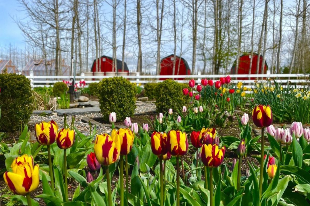 tulip festival