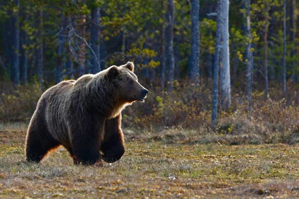 grizzly bear attack b.c.