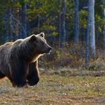 This Is What You Should Know About The Bear Warning On Some Of B.C.’s Popular Trails