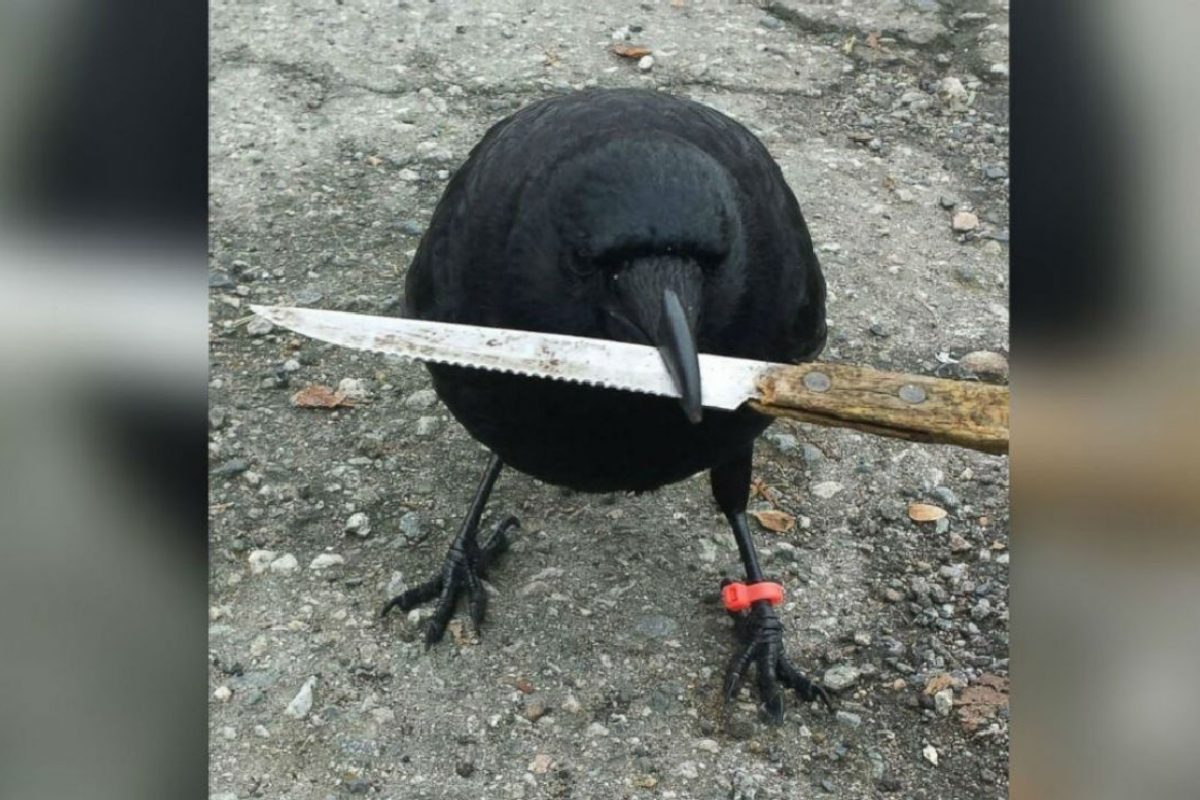 canuck the crow