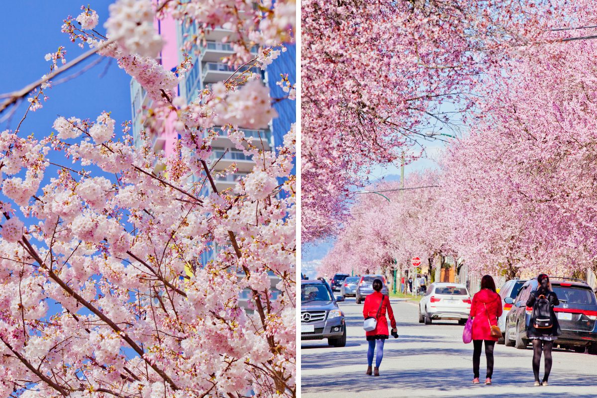 cherry blossom date vancouver