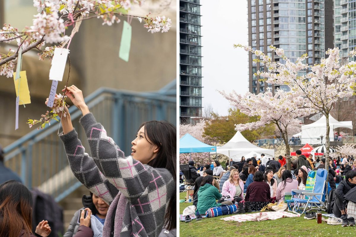 Vancouver Cherry Blossom Festival Returns In Spring 2026