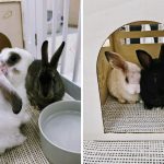Richmond Just Got Its First Bunny Lounge And You Can Hang Out With Adorable Rabbits