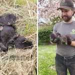 A Richmond Family Found Three Adorable Baby Otters In Their Shed (PHOTOS)