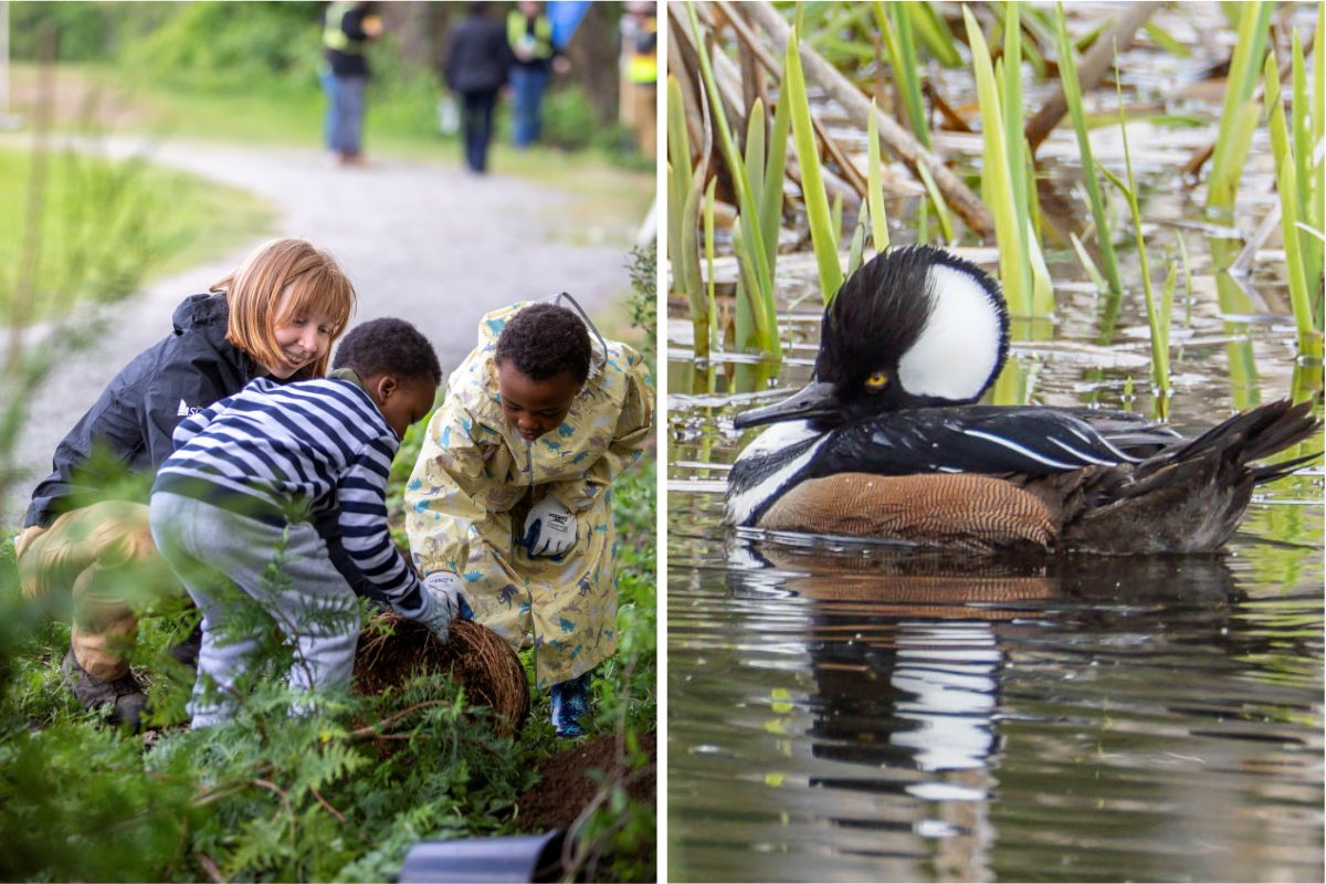 environmental extravaganza