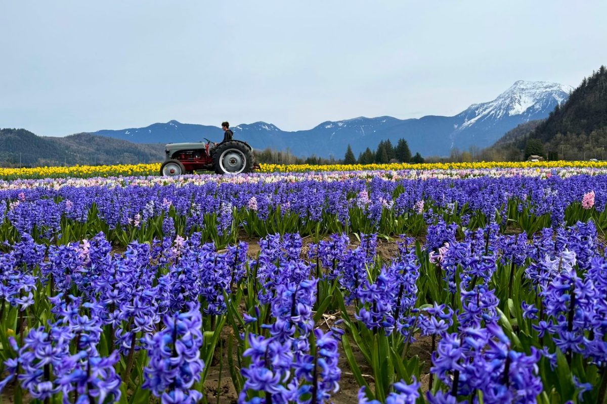 harrison tulip festival 2026
