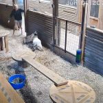 B.C. Woman Kicks Cougar To Save Her Goat (VIDEO)