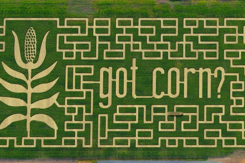 Chilliwack Corn Maze