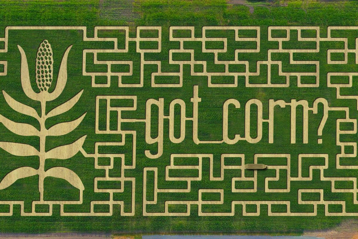 Chilliwack Corn Maze