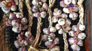 richmond garlic fest