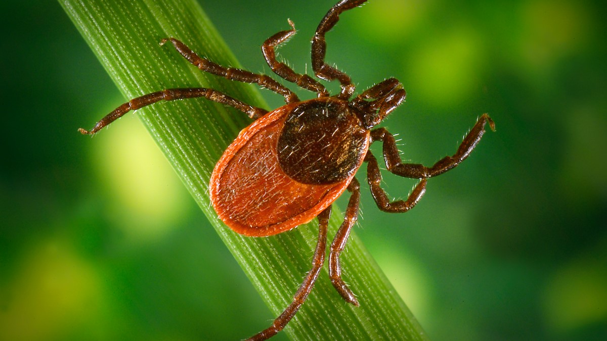 tick-borne illness canada