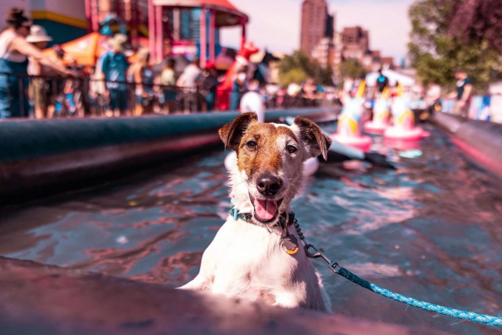 Pet-A-Palooza